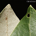 Heritiera littoralis (Looking Glass Mangrove) サキシマスオウノキ <br />Canon KDX + EFS60 F2.8 + SPEEDLITE 380EX